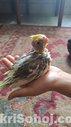 Cockatiel bird